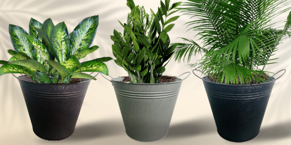 IronLite™ Dundee Planters